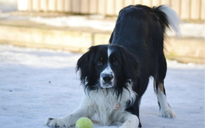 Pennun sosiaalistaminen: Opas turvalliseen alkuun