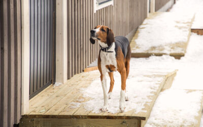 Lemmikin hoito loman aikana | Vertaile & löydä paras paikka