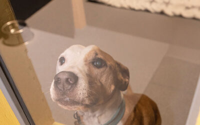 Koiran eroahdistus: 7 keinoa hoitoon ja ennaltaehkäisyyn