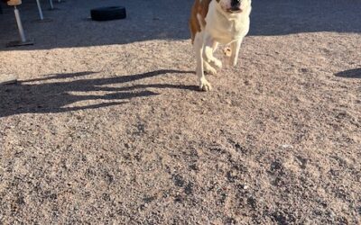 Mitä mukaan koirahotelliin?