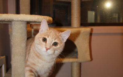 Arka kissa hoitoon? Opas stressittömään kissahotelliin