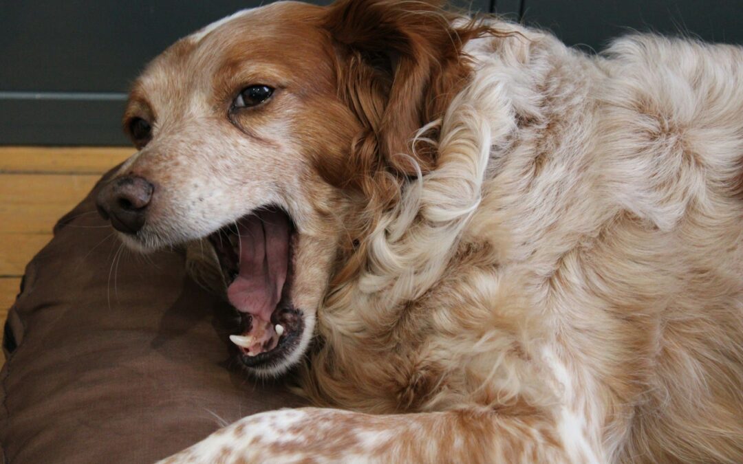 Miten stressaantunut koira käyttäytyy?