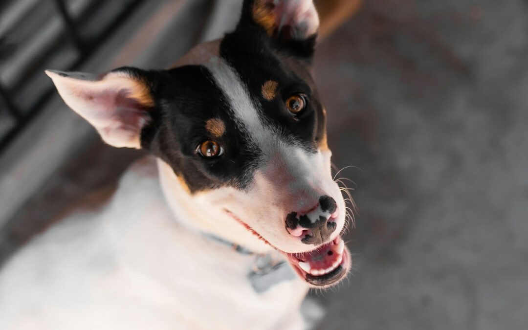 Rescuekoiran sopeuttaminen: 5 vinkkiä onnistumiseen